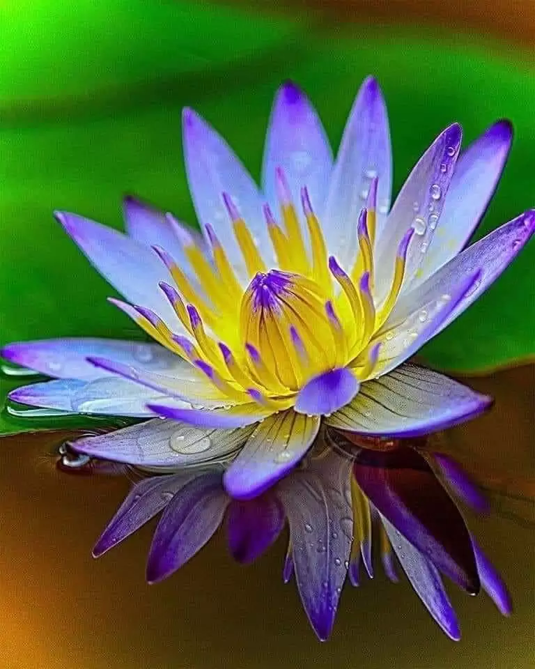 BỎ BUÔNG…!
