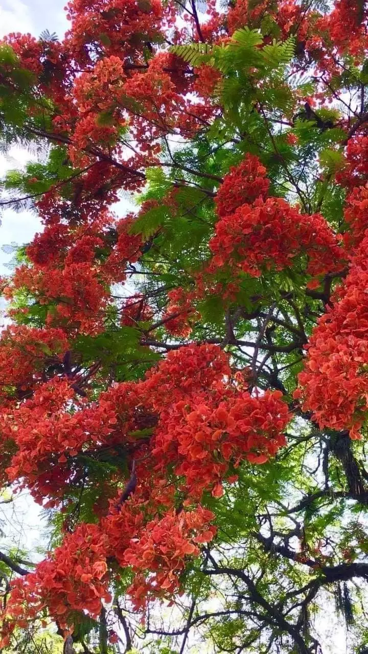 CHIẾC LÁ ĐẦU TIÊN