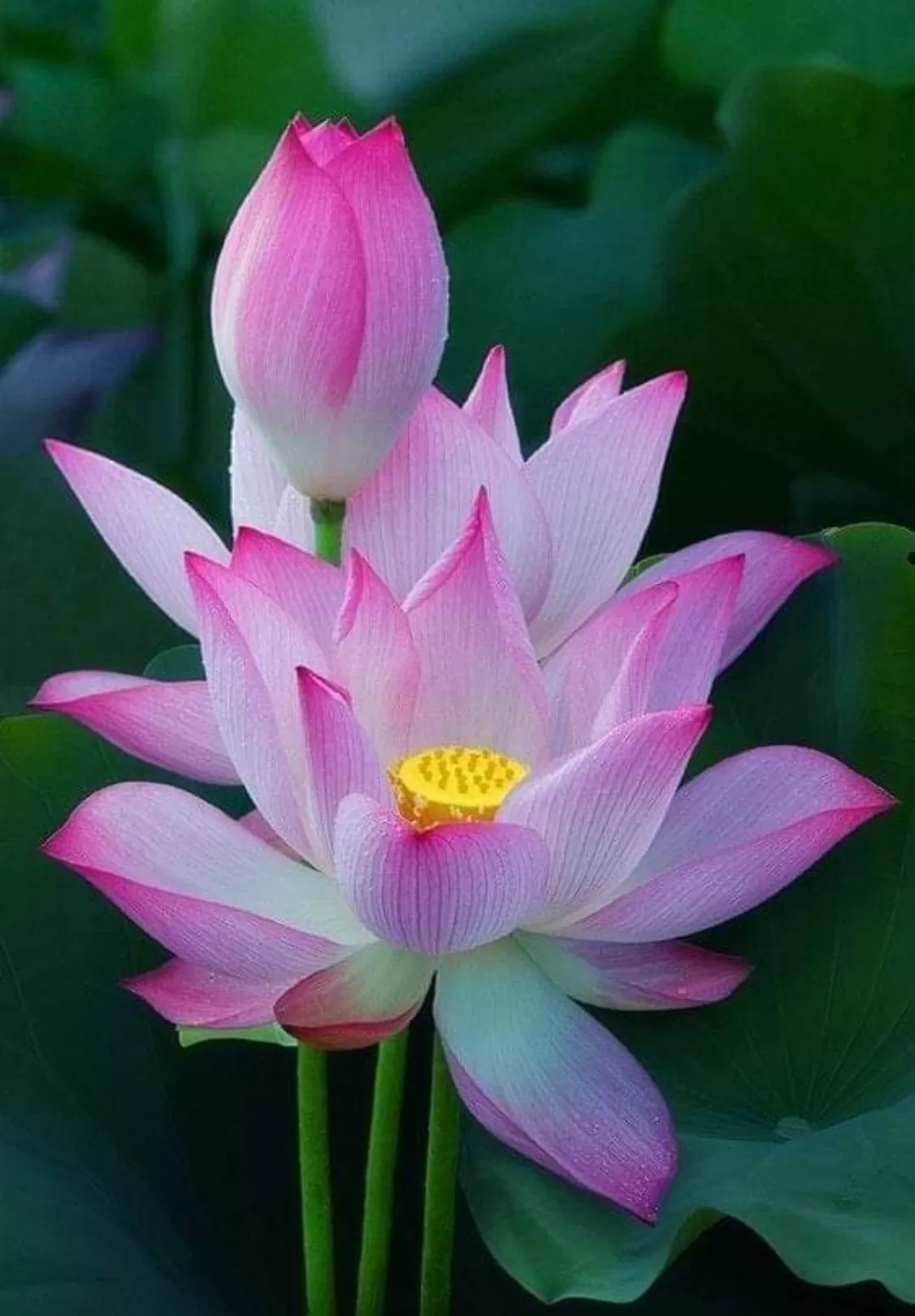 MẸ…!