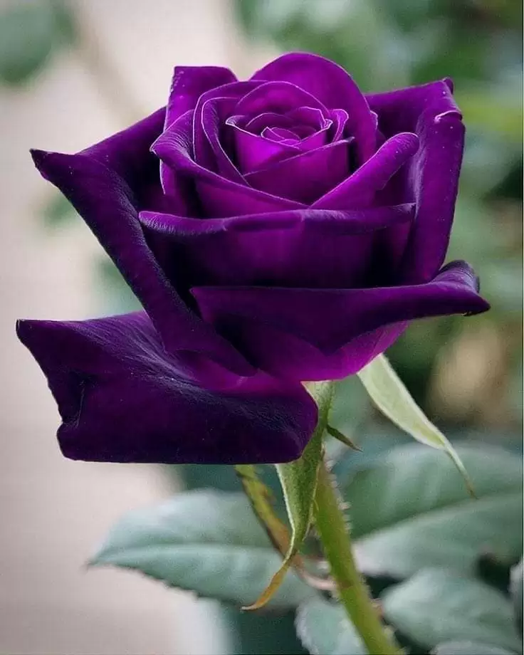 NGƯỜI TÌNH LỠ