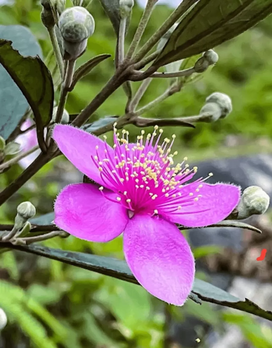 Những Bài Thơ Hay