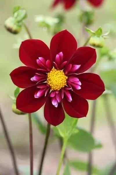 RỒI EM SẼ HẠNH PHÚC THÔI