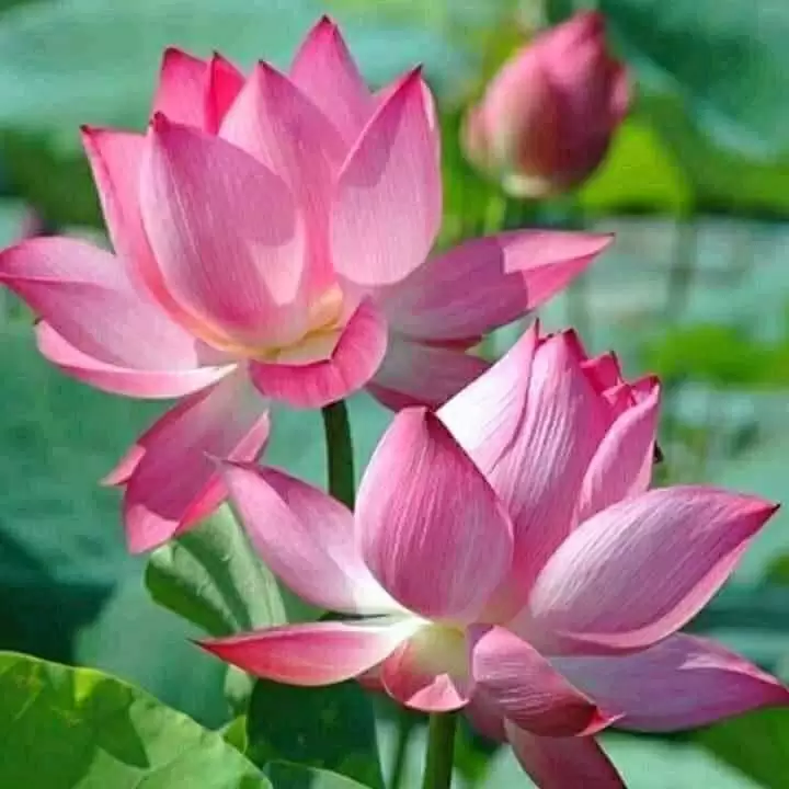 TẶNG MẸ