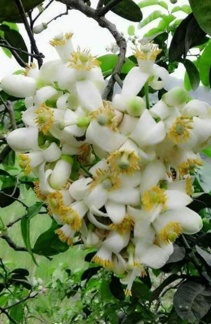 THÁNG BA VỀ…