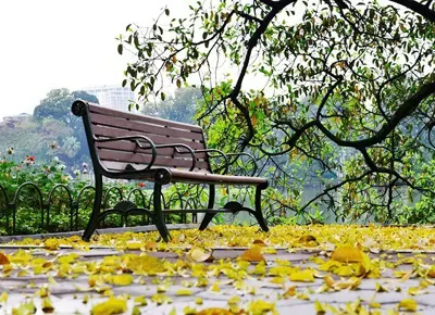 Thu Cô Đơn