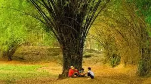 Thương Nhớ Hoàng Lan
