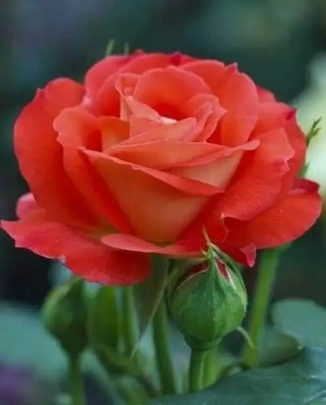 TÌNH YÊU HUYỀN ẢO