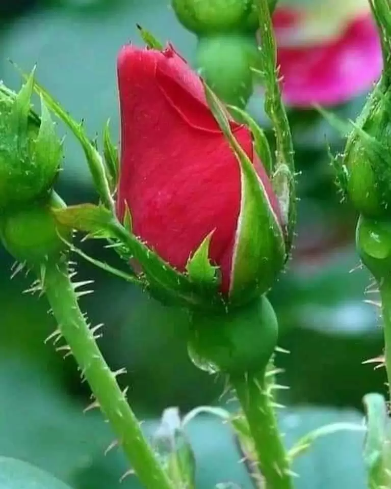 TÔI SỢ MỘT NGÀY EM SẼ BỎ TÔI ĐI