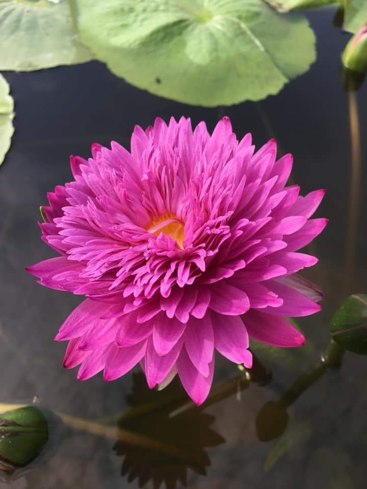 U HOÀI