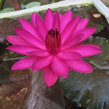 VỀ ĐI EM