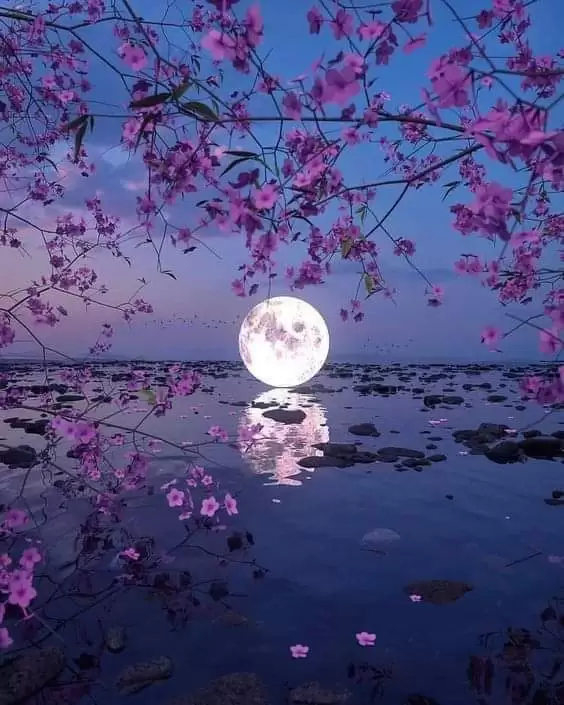 XIN NGƯỜI ĐỪNG NGẮM NỮA ÁNH TRĂNG CÔI
