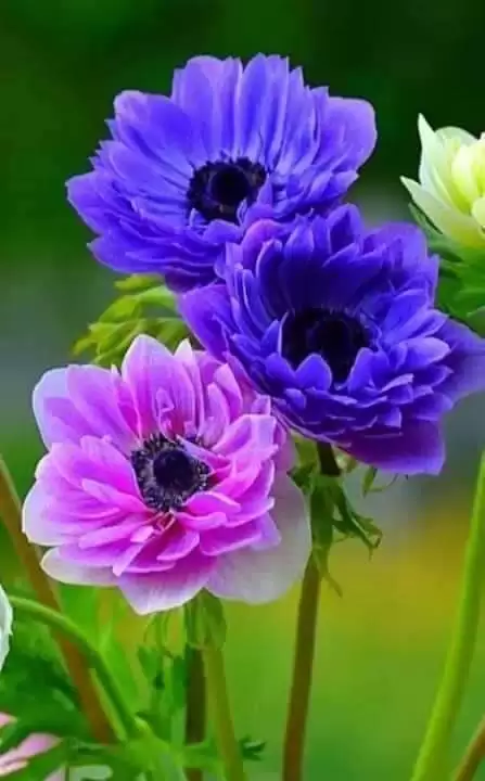 YÊU EM – NGƯỜI ĐÀN BÀ ĐÃ CŨ